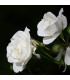 Růže velkokvětá pnoucí bílá - Rosa - prostokořenná sazenice růže - 1 ks