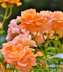 Růže velkokvětá oranžová - Rosa - prostokořenné sazenice růží - 1 ks