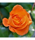 Růže velkokvětá pnoucí oranžová - Rosa - prostokořenná sazenice růže - 1 ks
