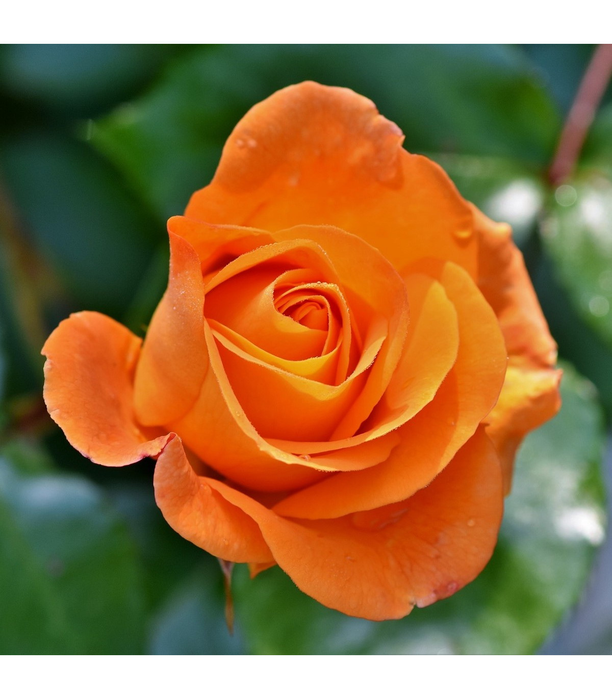 Růže velkokvětá pnoucí oranžová - Rosa - prostokořenná sazenice růže - 1 ks