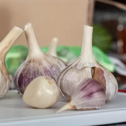 Sadbový česnek Arno - nepaličák - Allium sativum - cibulky česneku - 1 balení