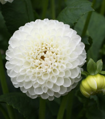 Jiřinka White Aster - Dahlia - hlízy jiřinek - 1 ks