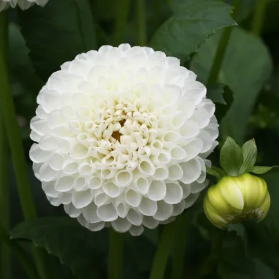 Jiřinka White Aster - Dahlia - hlízy jiřinek - 1 ks