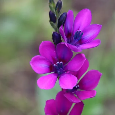 Babiana Kew Hybrids - Babiana stricta - prostokořenná sazenice babiany - 3 ks