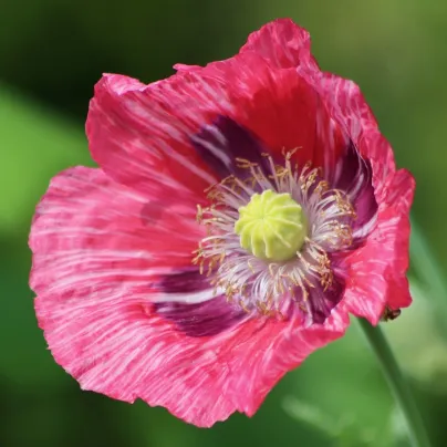 Mák Central Park - Papaver rhoeas - prostokořenné sazenice máků - 1 ks