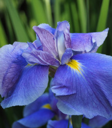Kosatec Saphire Beauty - Iris pumila - hlízy kosatců - 3 ks