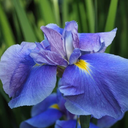 Kosatec Saphire Beauty - Iris hollandica - cibulky kosatců - 3 ks