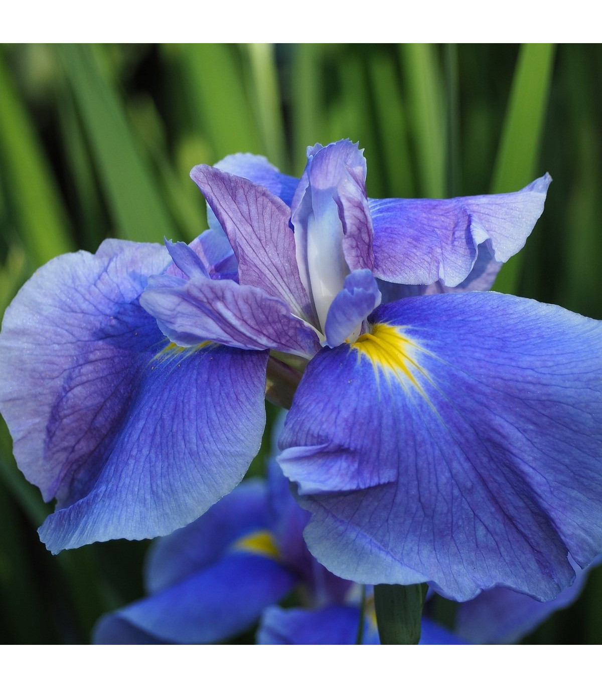 Kosatec Saphire Beauty - Iris hollandica - cibulky kosatců - 3 ks