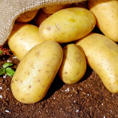 Sadbové brambory Carrera - Solanum tuberosum - žluté velmi rané - 5 kg