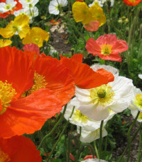 Mák nahoprutý Champagne Bubbles Classic mix - Papaver nudicaule - osivo máku - 20 ks