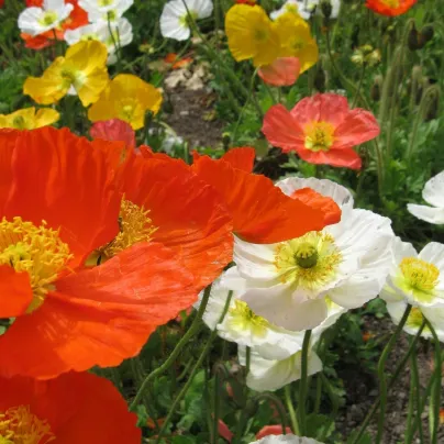 Mák nahoprutý Champagne Bubbles Classic mix - Papaver nudicaule - osivo máku - 20 ks