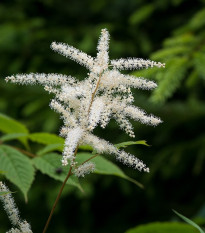 Čechrava japonská Deutschland - Astilbe japonica - hlízy čechravy - 1 ks