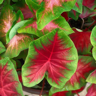 Kaládium Red Fresh - Caladium bicolor - hlízy kaládia - 1 ks