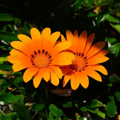 Gazánie Kiss Orange F1 - Gazania rigens - osivo gazánie - 12 ks