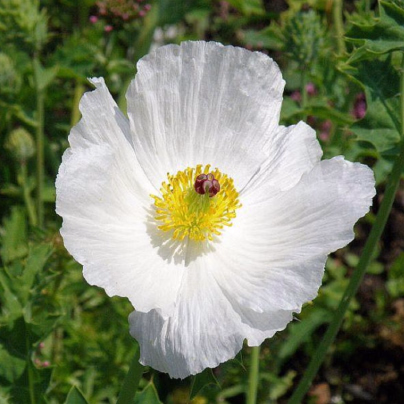 BIO Pleskanka - Argemone platyceras - bio osivo pleskanky - 50 ks