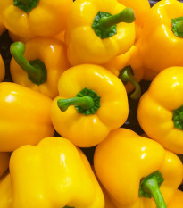 Paprika žlutá Gelber Block - Capsicum annuum - osivo papriky - 7 ks