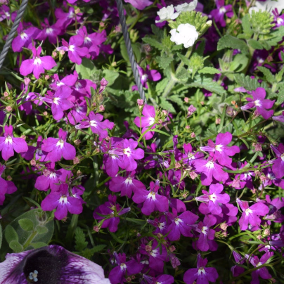 Lobelka nízká Riviera Rose - Lobelia erinus - osivo lobelky - 0,1 g