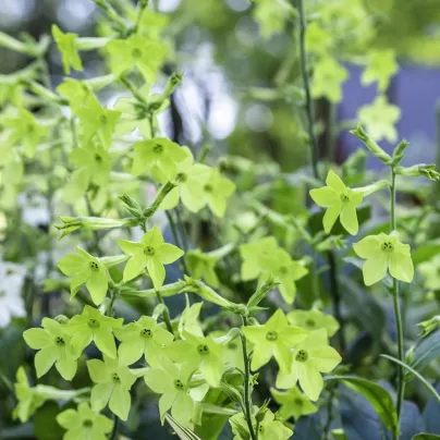 Tabák okrasný Perfume Lime - Nicotiana sanderae - osivo tabáku - 50 ks