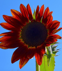 Slunečnice Moulin Rouge - Helianthus annuus - osivo slunečnice - 8 ks