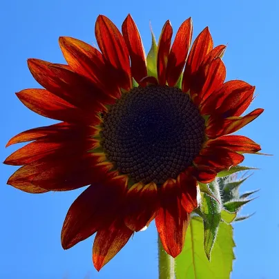 Slunečnice Moulin Rouge - Helianthus annuus - osivo slunečnice - 8 ks