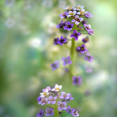 Tařicovka přímořská Könnigsteppich - Lobularia maritima - osivo tařicovky - 50 ks