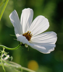 Krásenka Sonata bílá - Cosmos bipinnatus - prodej semen krásenky - 15 ks