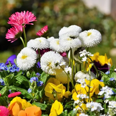 Sedmikráska bílá chudobka Tasso - Bellis perennis - osivo sedmikrásky - 50 ks