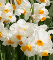 Narcis Geranium - Narcissus - cibule narcisů - 3 ks