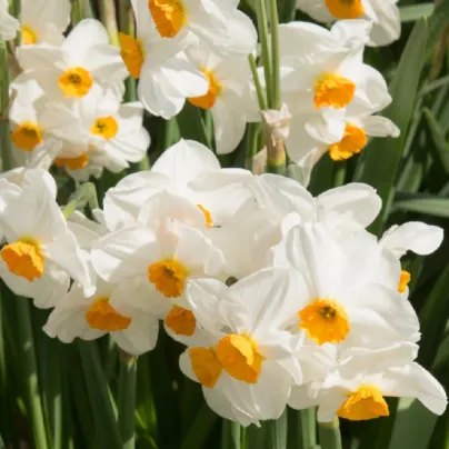 Narcis Geranium - Narcissus - cibule narcisů - 3 ks