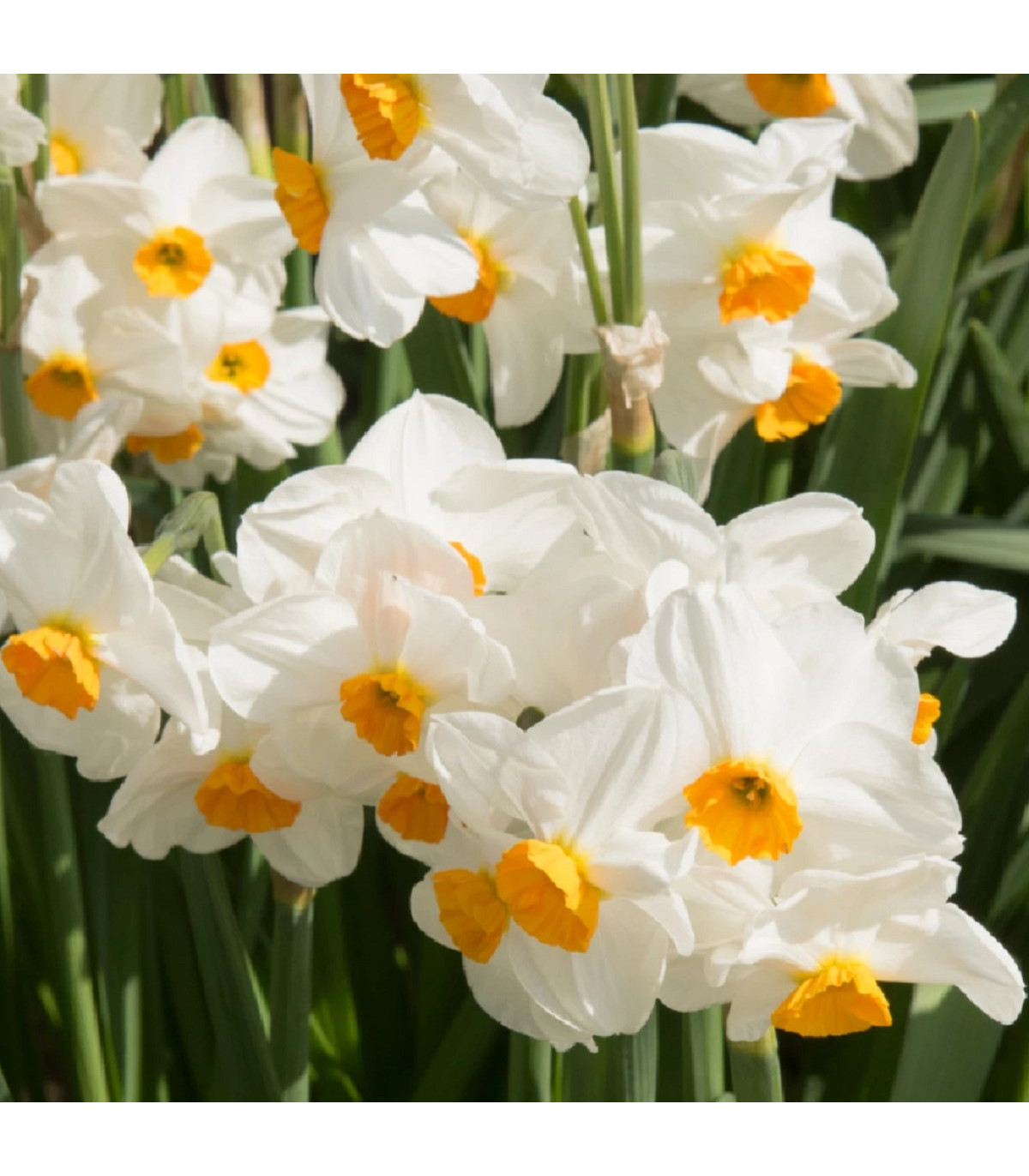 Narcis Geranium - Narcissus - cibule narcisů - 3 ks