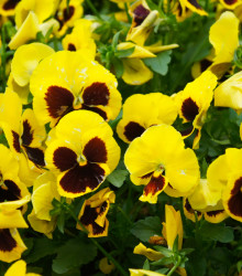 Maceška zlatožlutá Firnengold - Viola wittrockiana - osivo macešky - 200 ks