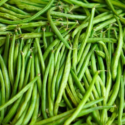 Fazole keříčková Delinel - Phaseolus vulgaris - osivo fazole - 20 ks