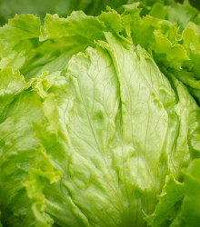 BIO salát ledový Saladin - Lactuca sativa - bio osivo salátu - 0,1 g
