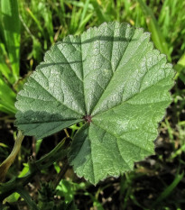Sléz přeslenitý - Malva verticillata - osivo slézu - 150 ks