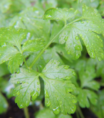 Petržel Gigante d' Italia - Petroselinum crispum - osivo petržele - 300 ks