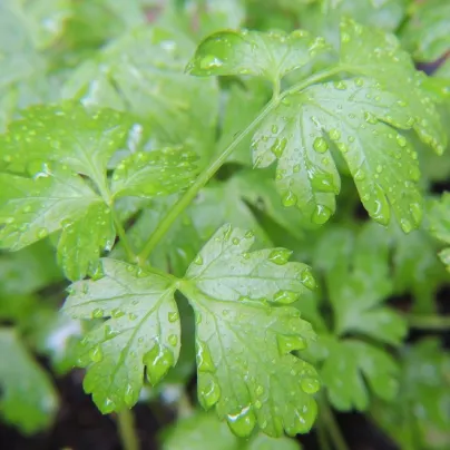 Petržel Gigante d' Italia - Petroselinum crispum - osivo petržele - 300 ks