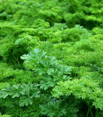 Petržel zahradní naťová kudrnka - Petroselinum crispum convar. vulgare - osivo petržele - 700 ks