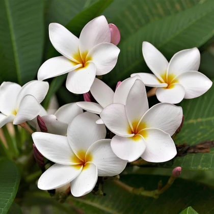 Plumérie - Havajská květina - Plumeria - osivo plumérie - 3 ks