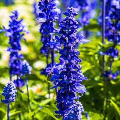 Šalvěj pomoučená Strata - Salvia farinacea - osivo šalvěje - 20 ks