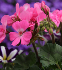 Muškát páskatý Horizon směs - Pelargonium zonale - osivo muškátu - 4 ks