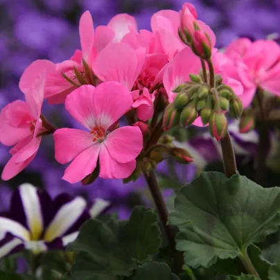 Muškát páskatý Horizon směs - Pelargonium zonale - osivo muškátu - 4 ks