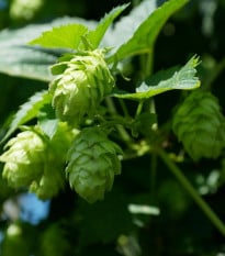 Chmel otáčivý - Humulus lupulus - osivo chmelu - 20 ks