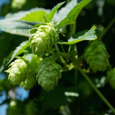 Chmel otáčivý - Humulus lupulus - osivo chmelu - 8 ks