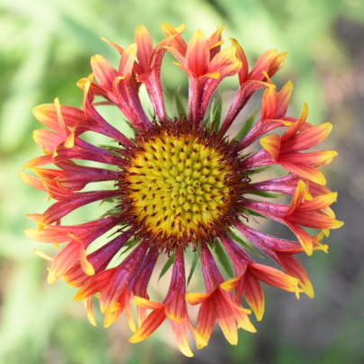 Kokarda jednoduchá Lorenziana směs - Gaillardia pulchella - osivo kokardy - 0,3 g