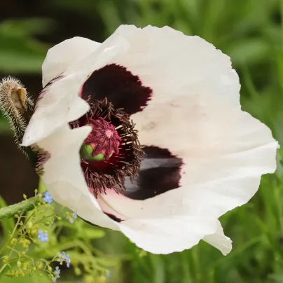 Mák východní Miss Piggy - Papaver orientale - prostokořenné sazenice máků - 1 ks