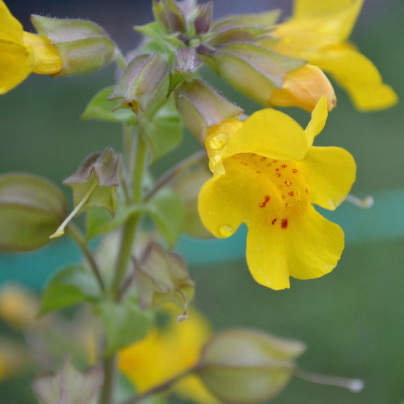 Kejklířka žlutá - Mimulus luteus - osivo kejklířky - 200 ks