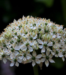 Česnek okrasný černý - Allium nigrum - cibule česneku - 2 ks