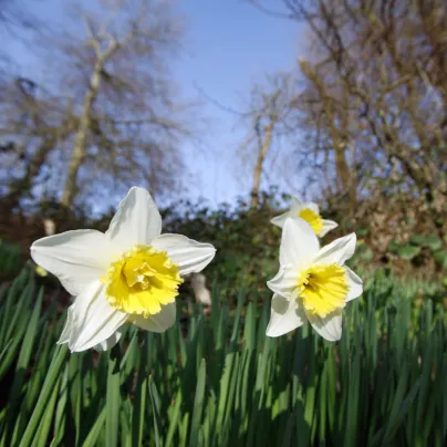 Narcis Pueblo - Narcissus - cibule narcisů - 3 ks