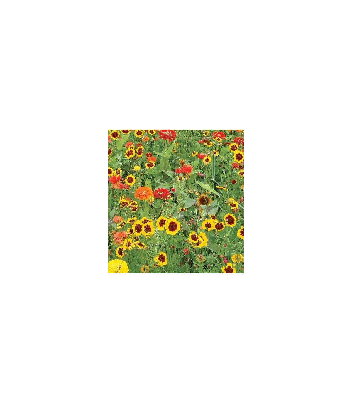 Letničky směs - zahradní sen od žluté do červené - 0,9 gr 