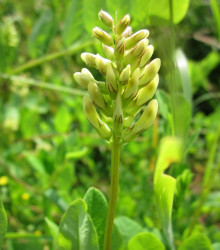 Kozinec sladkolistý - Astragalus glycyphyllos - prodej semen - 20 ks